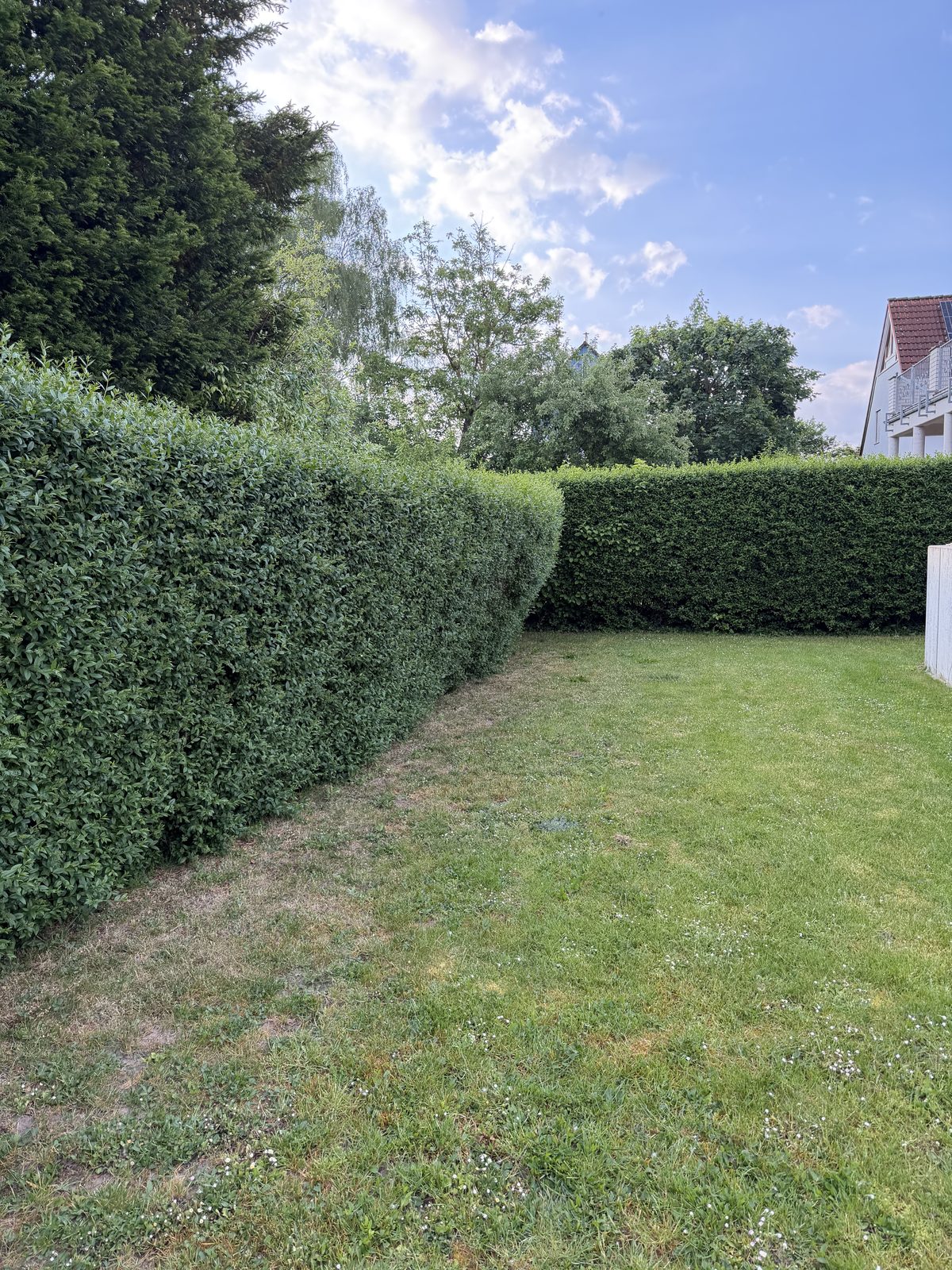 Hecke vor dem Schnitt — ungleichmäßig gewachsen