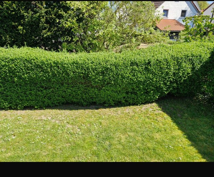 Hecke vor dem Schnitt — ungleichmäßig gewachsen
