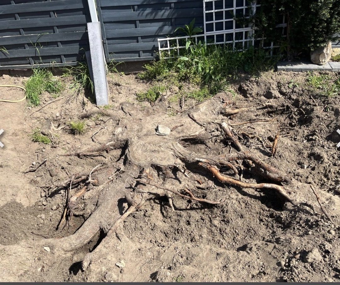 Freigelegter Baumstumpf während der Wurzelentfernung durch Maximilian Kapper